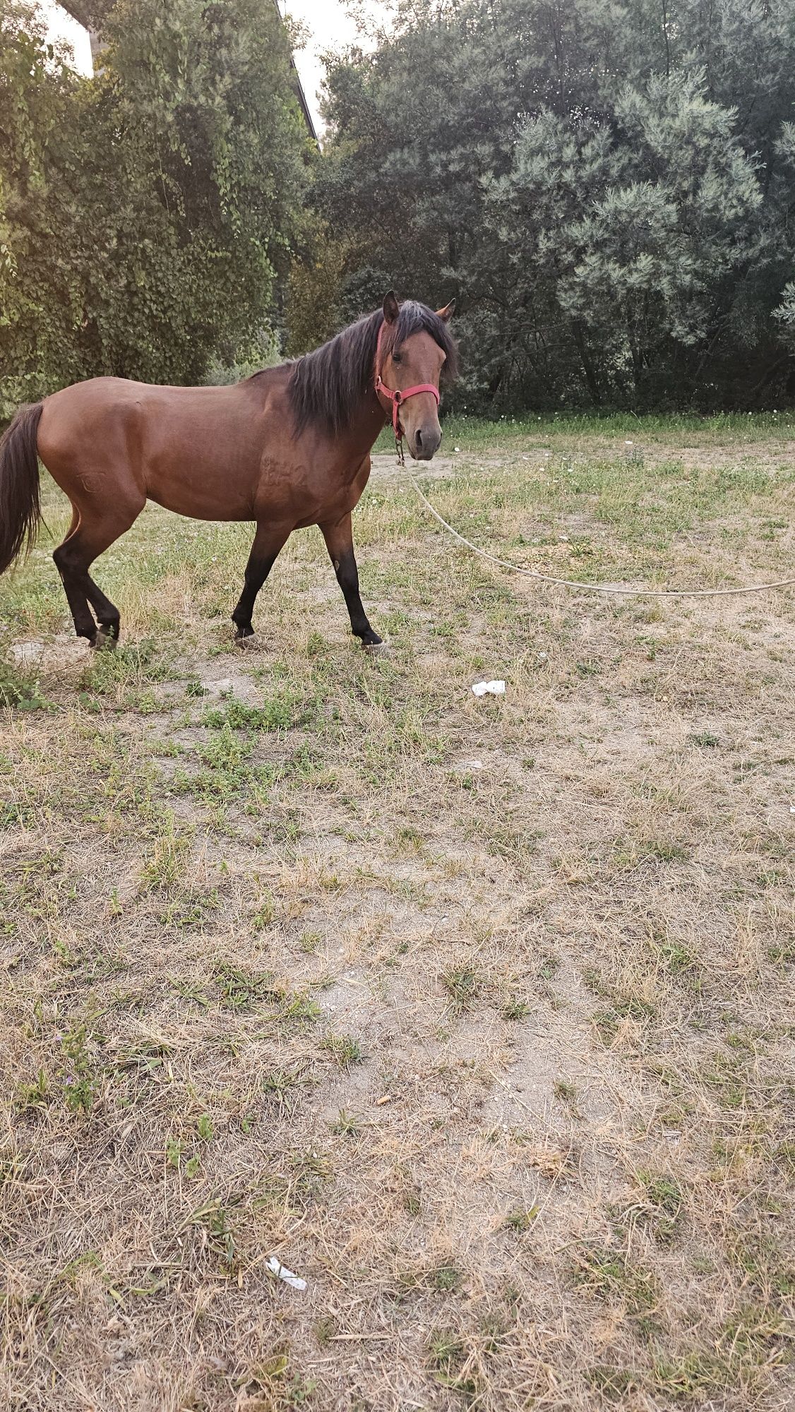 Cavalo garrano para venda ou troca