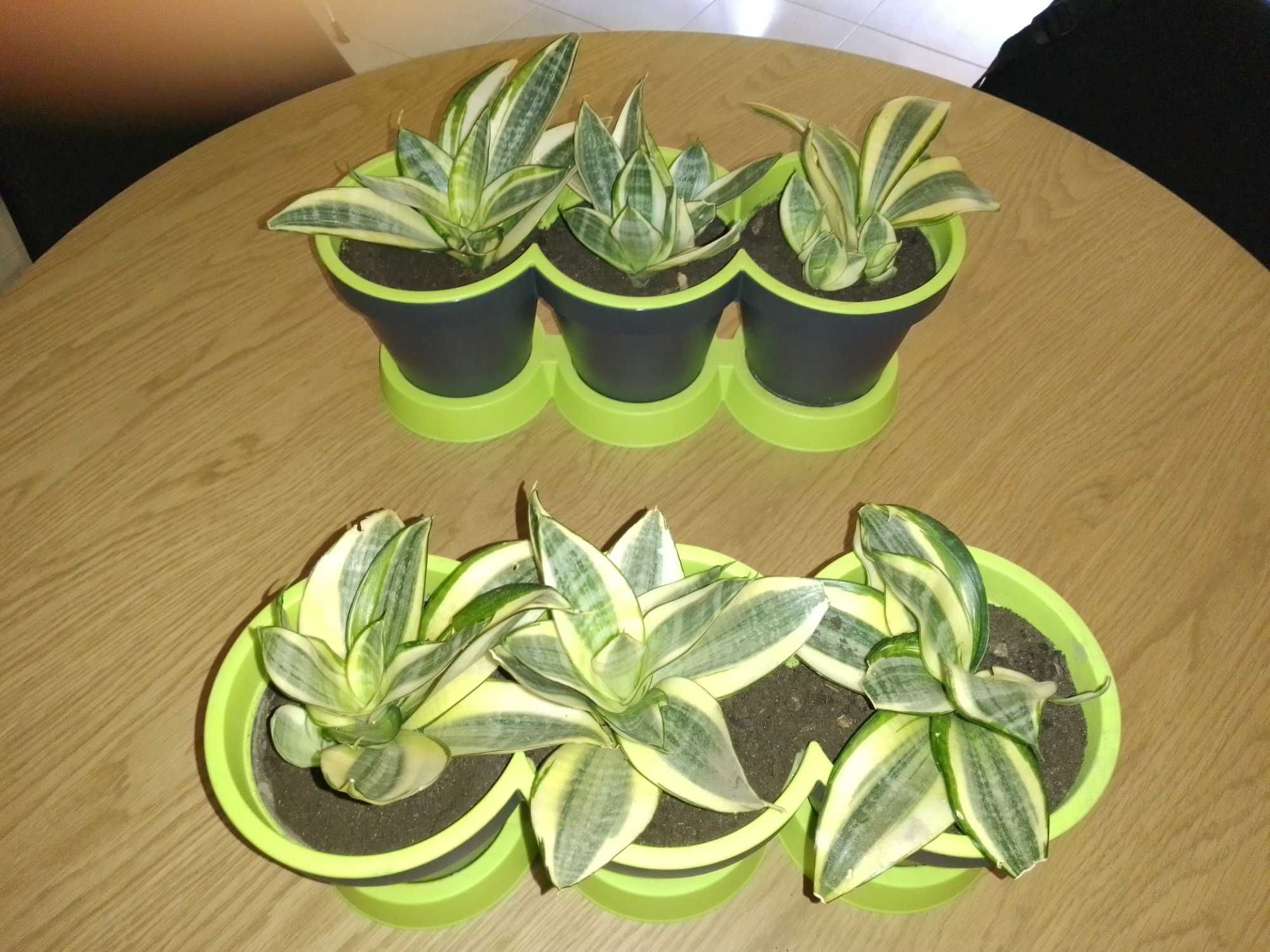 Plantas sansevierias e suculentas