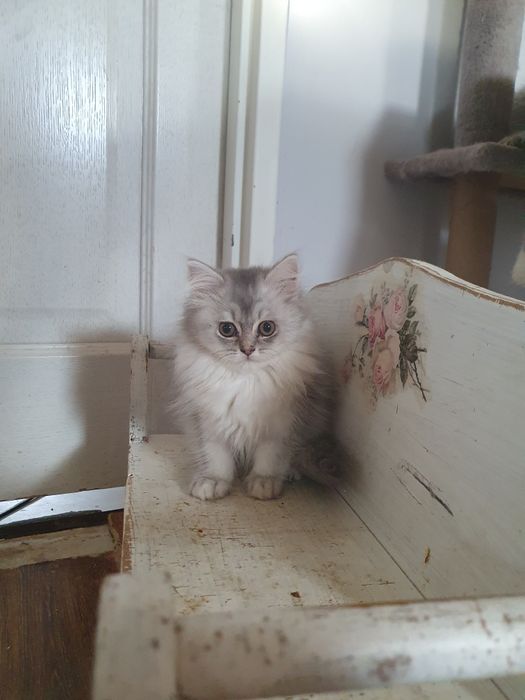 Kotek brytyjski  śliczny