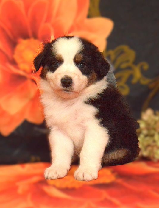 Owczarek australijski ZKwP/FCI