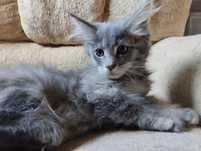Ostatnia kotka niebieska Maine coon