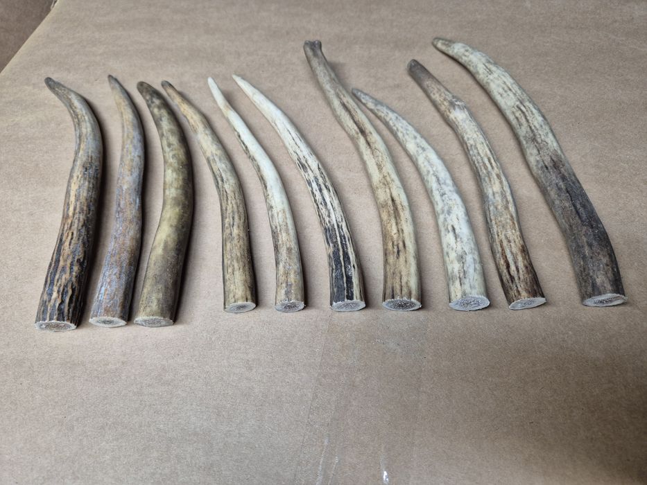 Cena za 10szt 20cm poroze dla psa poroża rogi jelonka pies