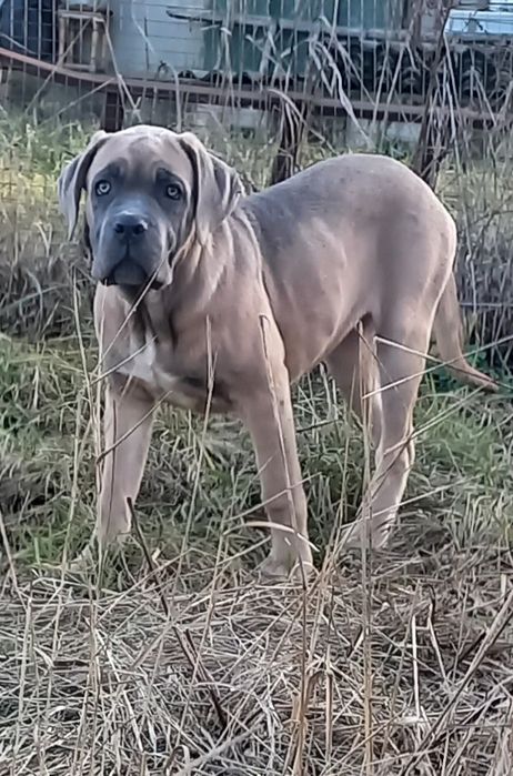 Руда дівчинка породи Кане Корсо