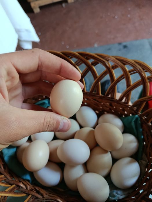 Яйцо инкубационное кур бентамка