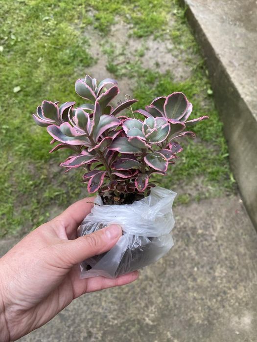 Очиток низькорослий