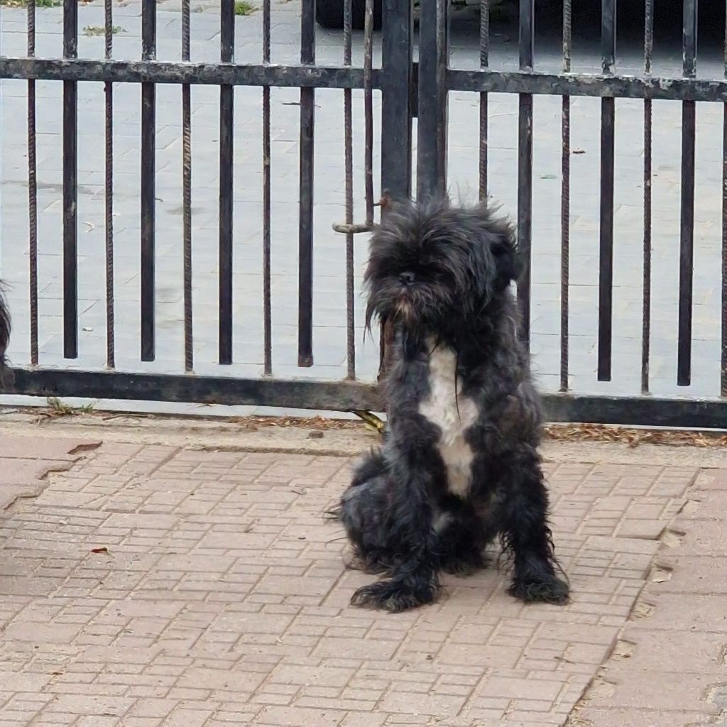 Bodzio najukochanszy piesek do adopcji.