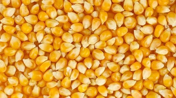 Продам Кукурузу 100 тонн