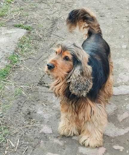 cocker spaniel czarny długie uszy jak wegielek