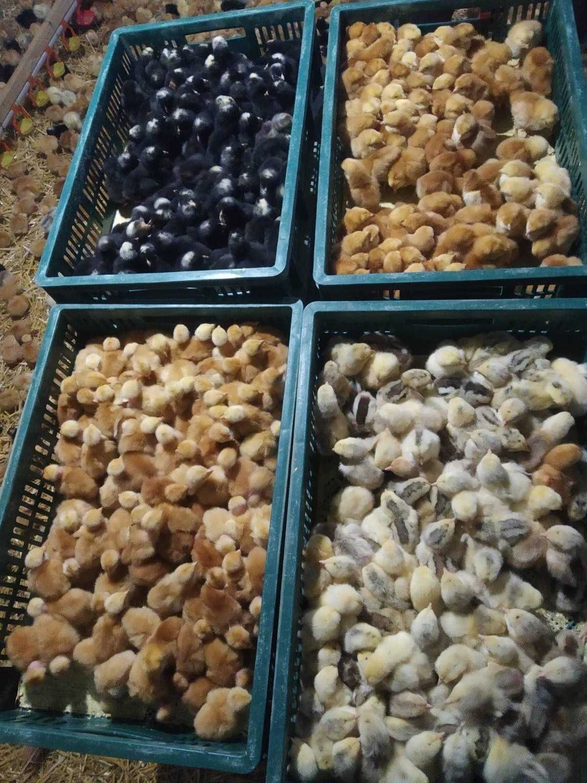 Продаю курчата, каченята, гусинята, індичата.