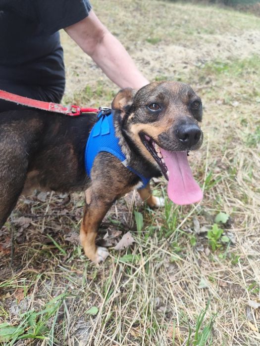 Reksik cudowny kochany piesek 8 kg 3 lata