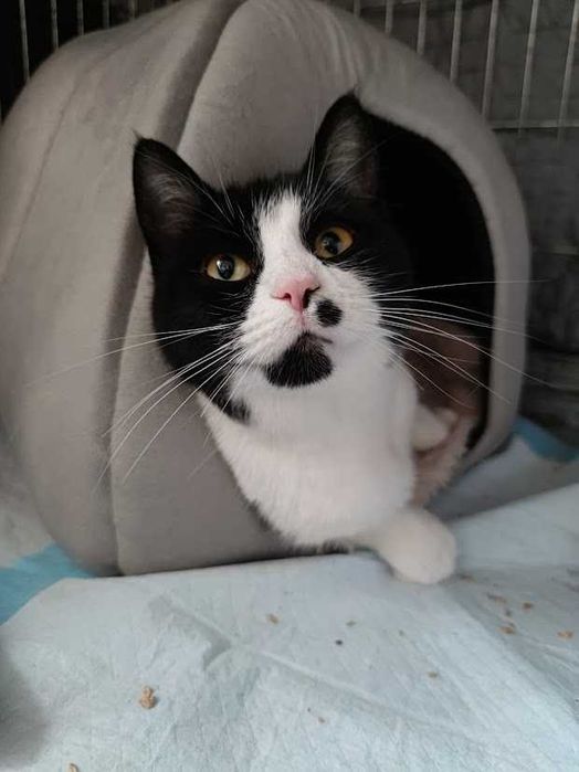 MARILYN - 2-letnia miziasta śliczna koteczka szuka domku!