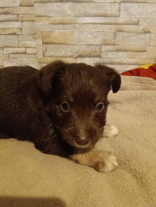 Oddam Pieski za Darmo w Dobre ręce