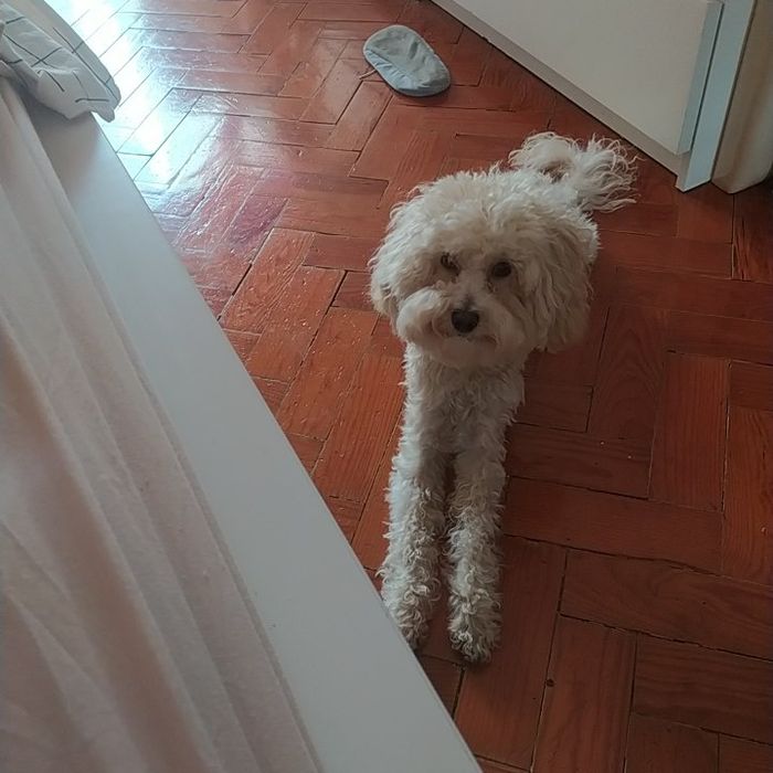Caniche para  namorar