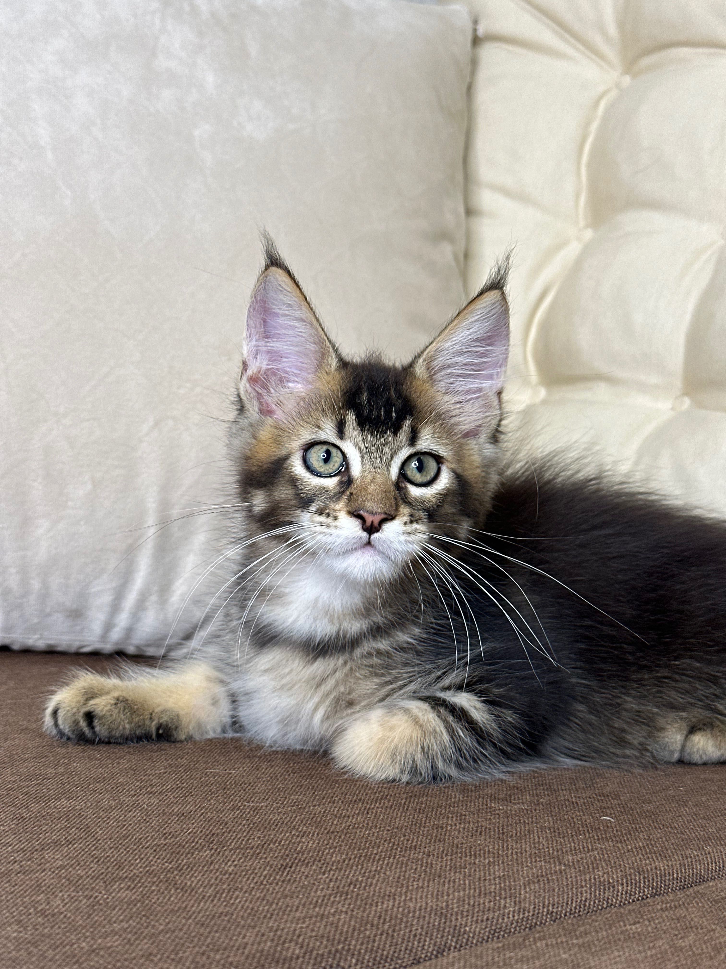 Daniel-Kocurek Maine Coon