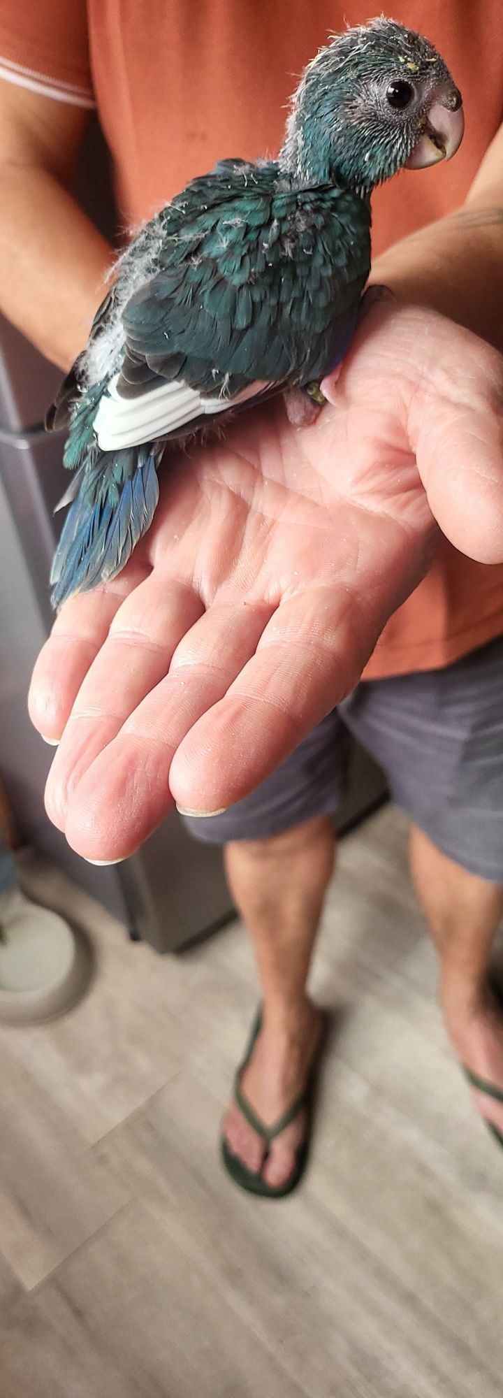 Kakarikis  azul e branco