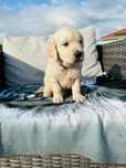 Golden Retriever   lindo