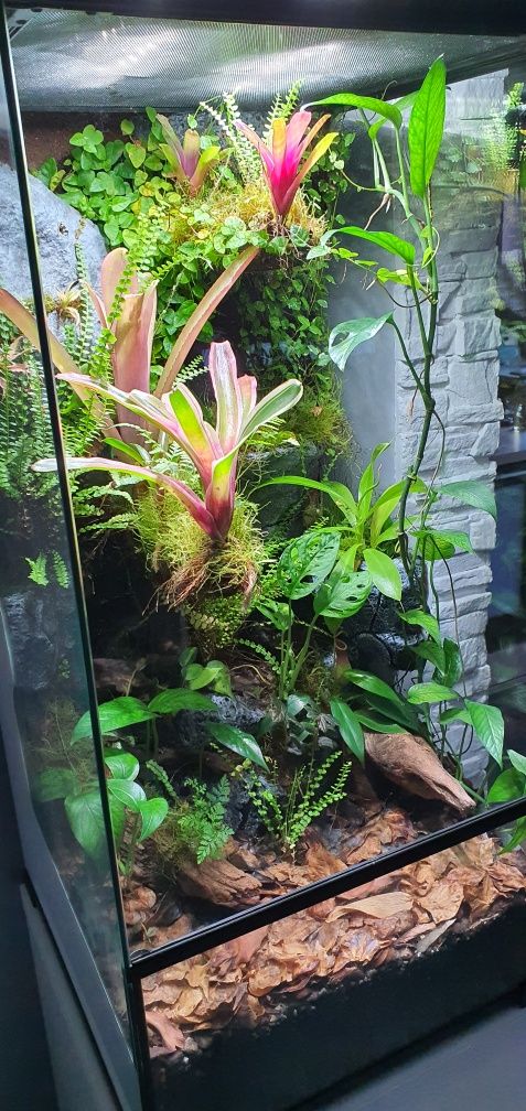 Terrarium, paludarium z wystrojem  i  szafką