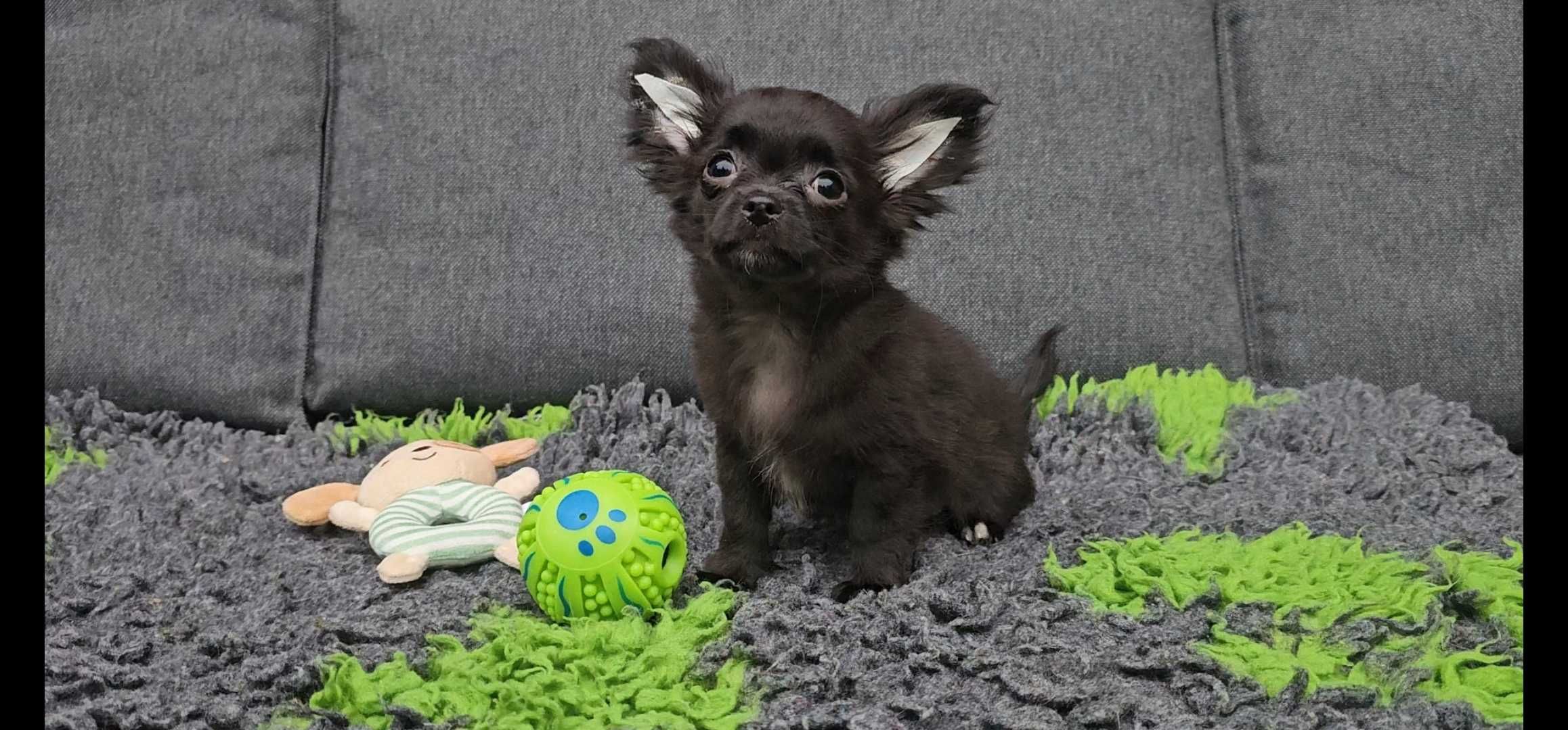 Chihuahua  - długowłosy chłopczyk