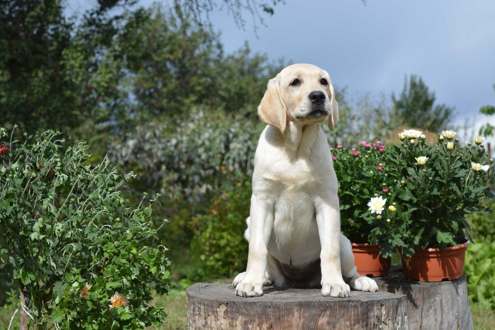 Щенки лабрадора шикарная родословная от Salutas