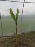 bananowiec Musa Basjoo