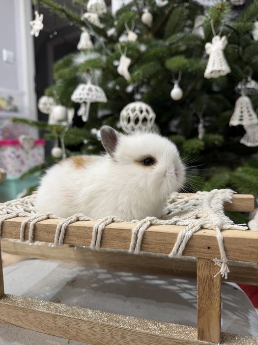 królik karzełek do rezerwacji