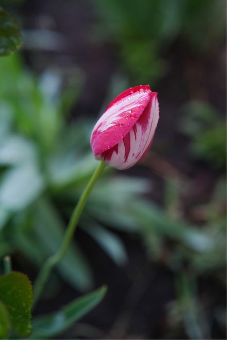 Обʼєктив Viltrox 27mm f/1.2 Pro XF для Fujifilm (з гарантією)