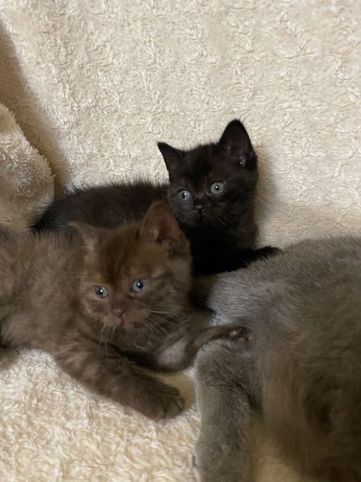 шотландські кошенята котик і киця
