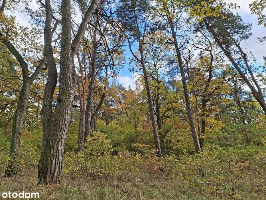 Wyjątkowa działka z klimatem - Józefów k Otwocka, 5000 m2 WZ na 2 domy