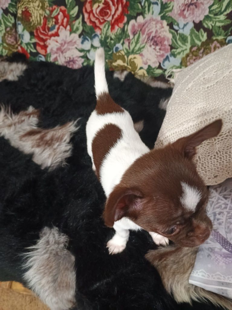Chihuahua XXS, delikatna dziewczynka „CALLA"