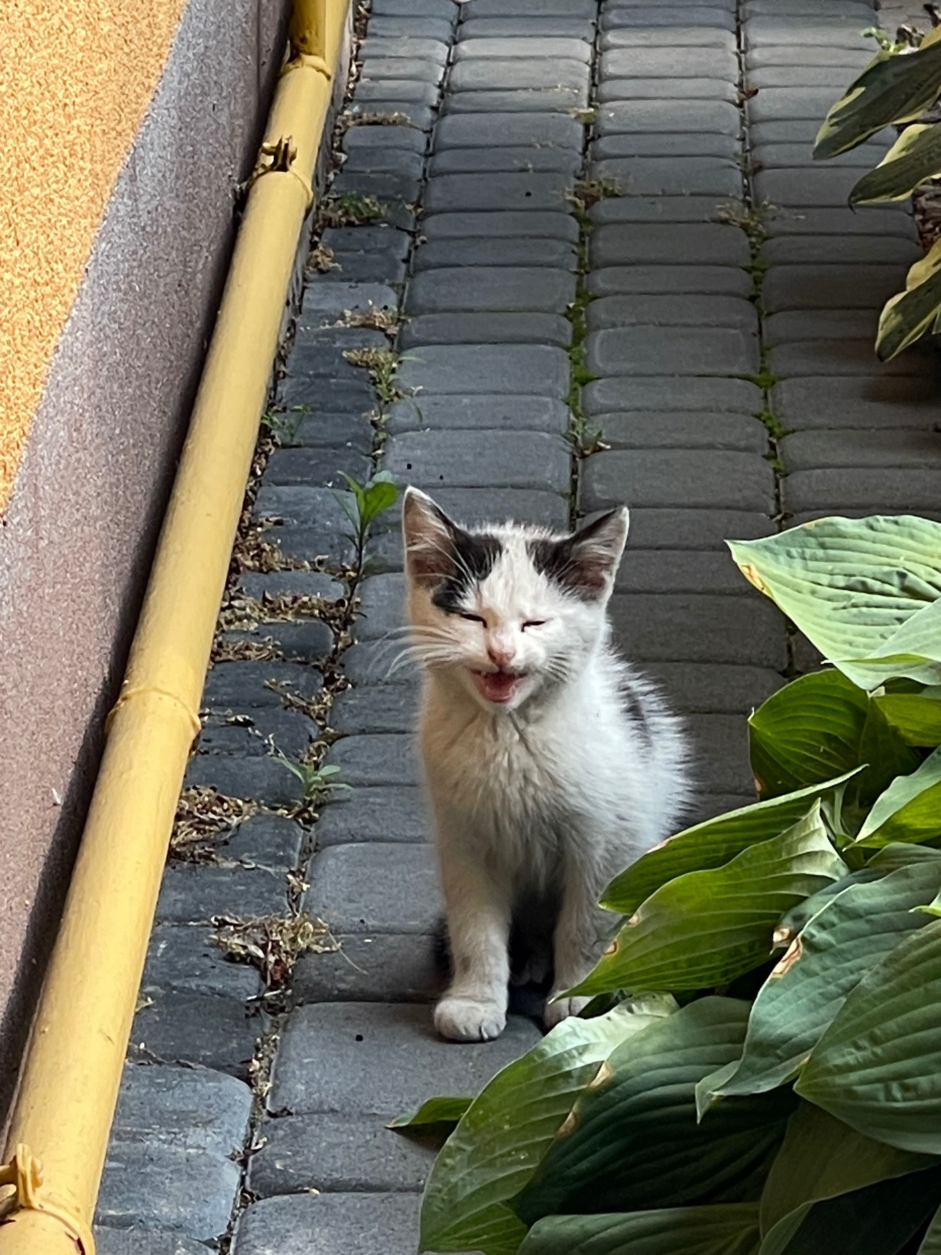 Mały kocurek do adopcji