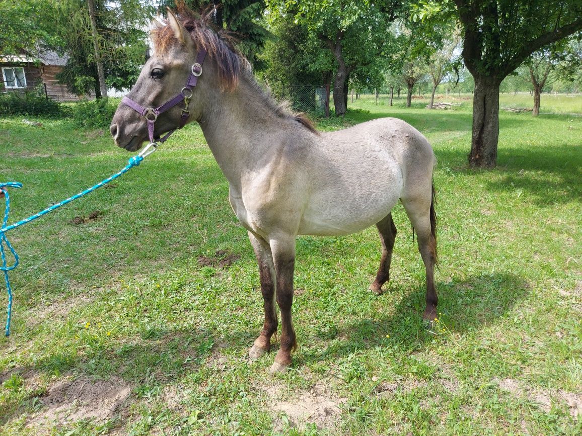 Konie rasy Konik Polski Ogierki