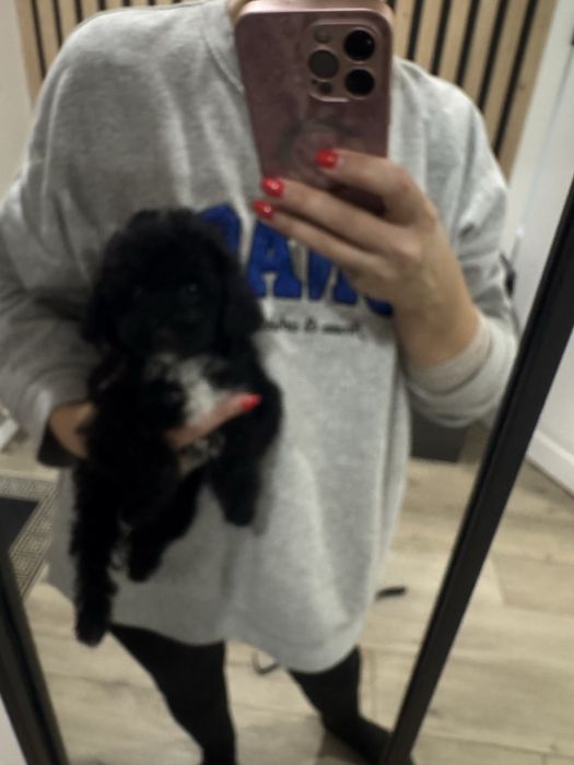 Мальтипу F1 Тедді фейс дівчинка пудель