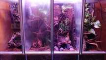 Terrarium dla żab ptaszników 4x20