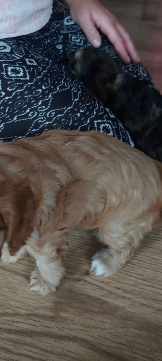 Cavapoo - rudy piesek