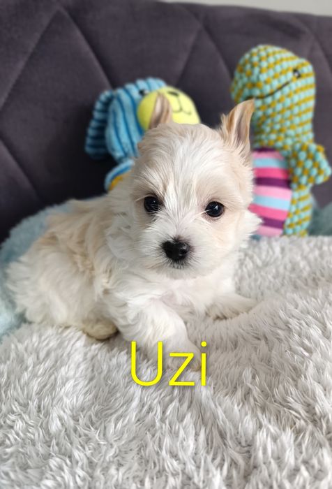 Prześliczny chłopczyk Golddust Yorkshire terrier