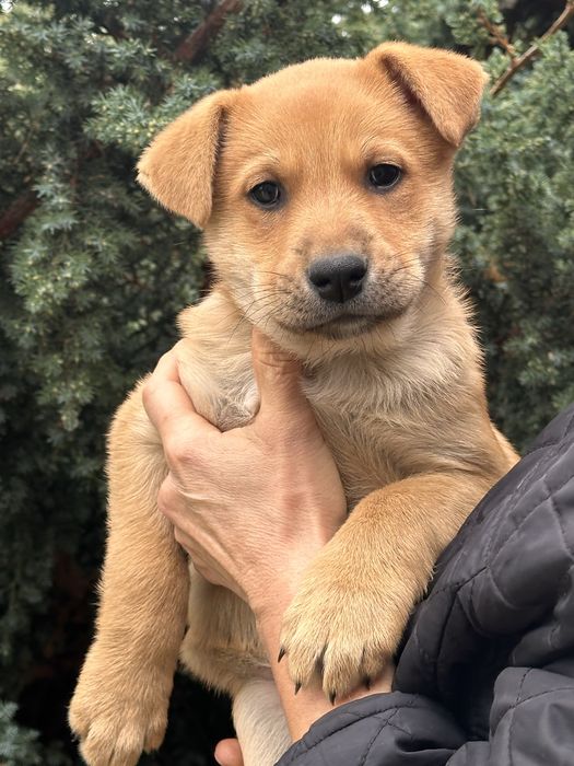 Цуценята безкоштовно