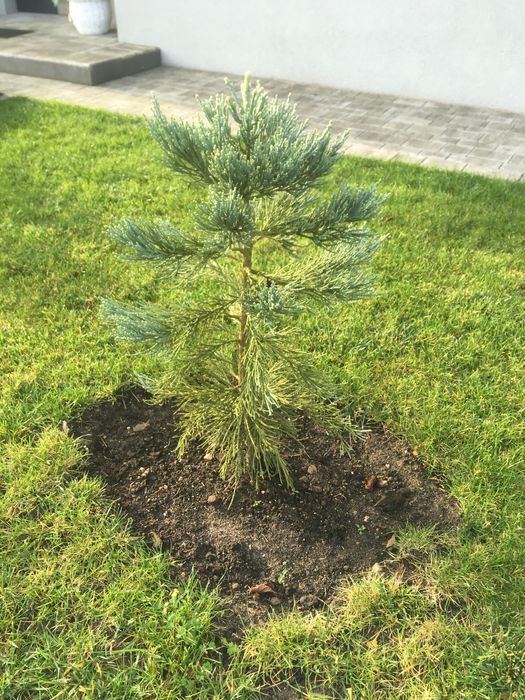 Mamutowiec olbrzymi - drzewo iglaste