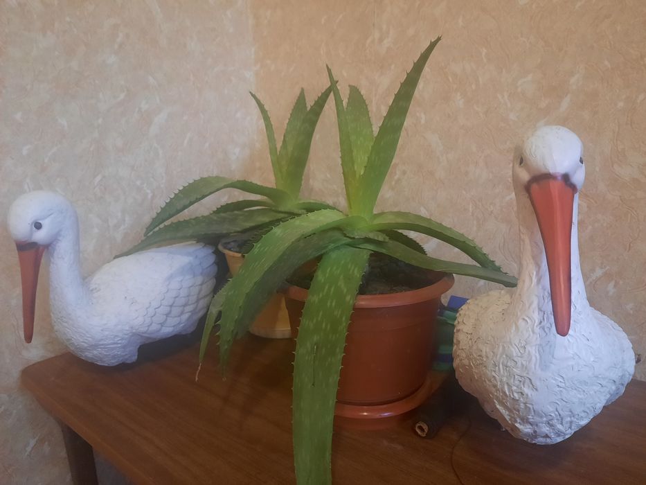 Алое - ліки від сотні хвороб