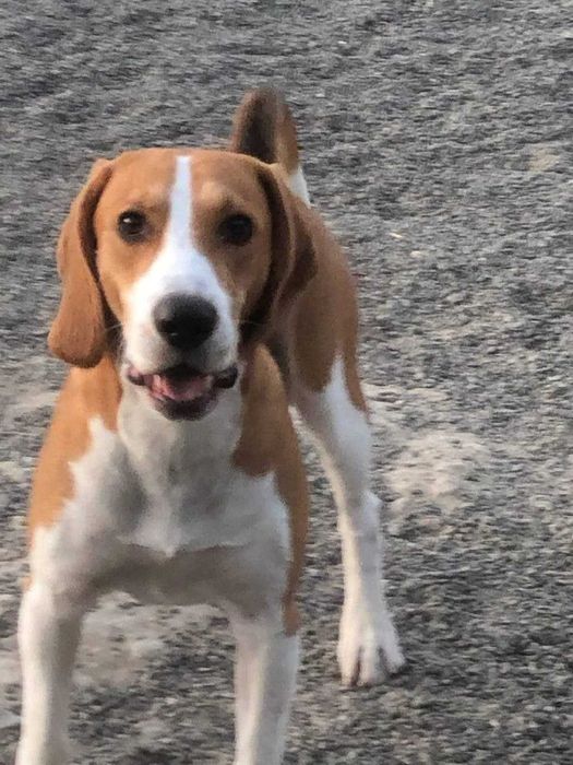 Метиз - бігль шукає пару