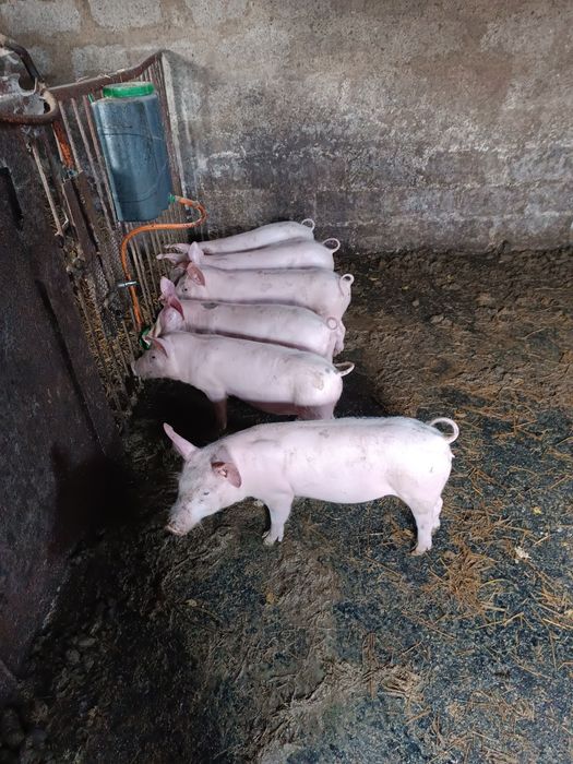 Породам поросят 4 місячних