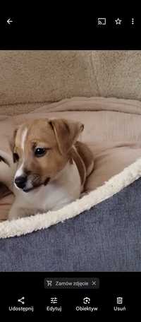 Jack Russell terrier