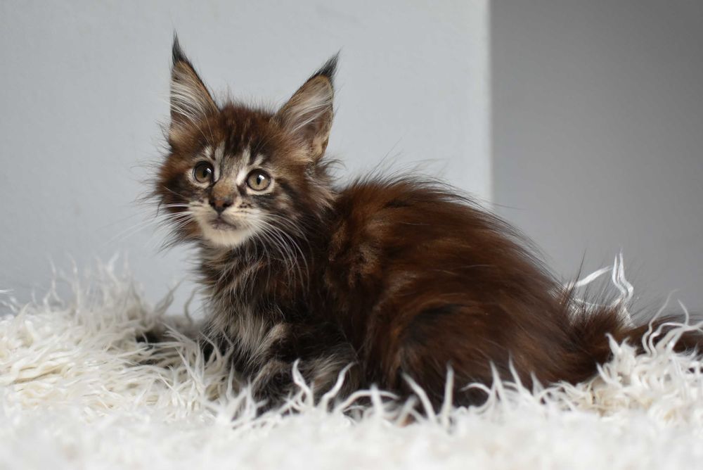 Kotka Maine Coon/Rodowód FPL