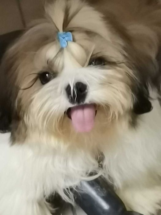 щенок ши тцу мальчик ( КСУ)