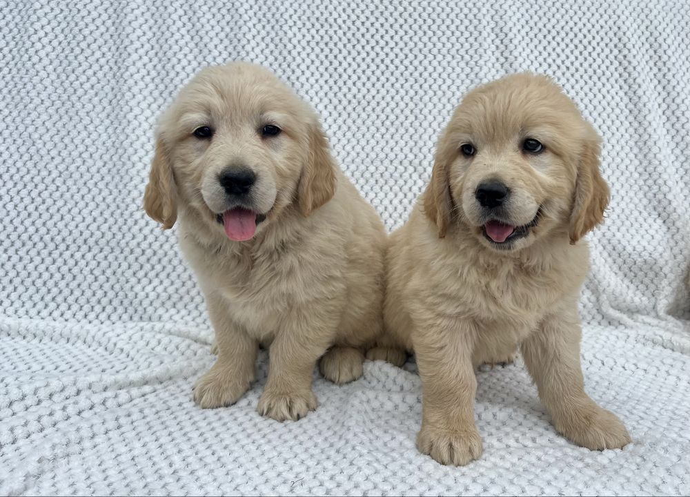 Szczenię Golden Retriever z rodowodem GOTOWE DO ZMIANY DOMU