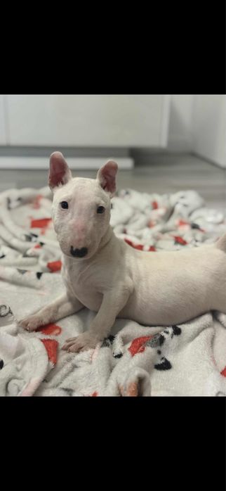 Bulterier miniatorowy piesek