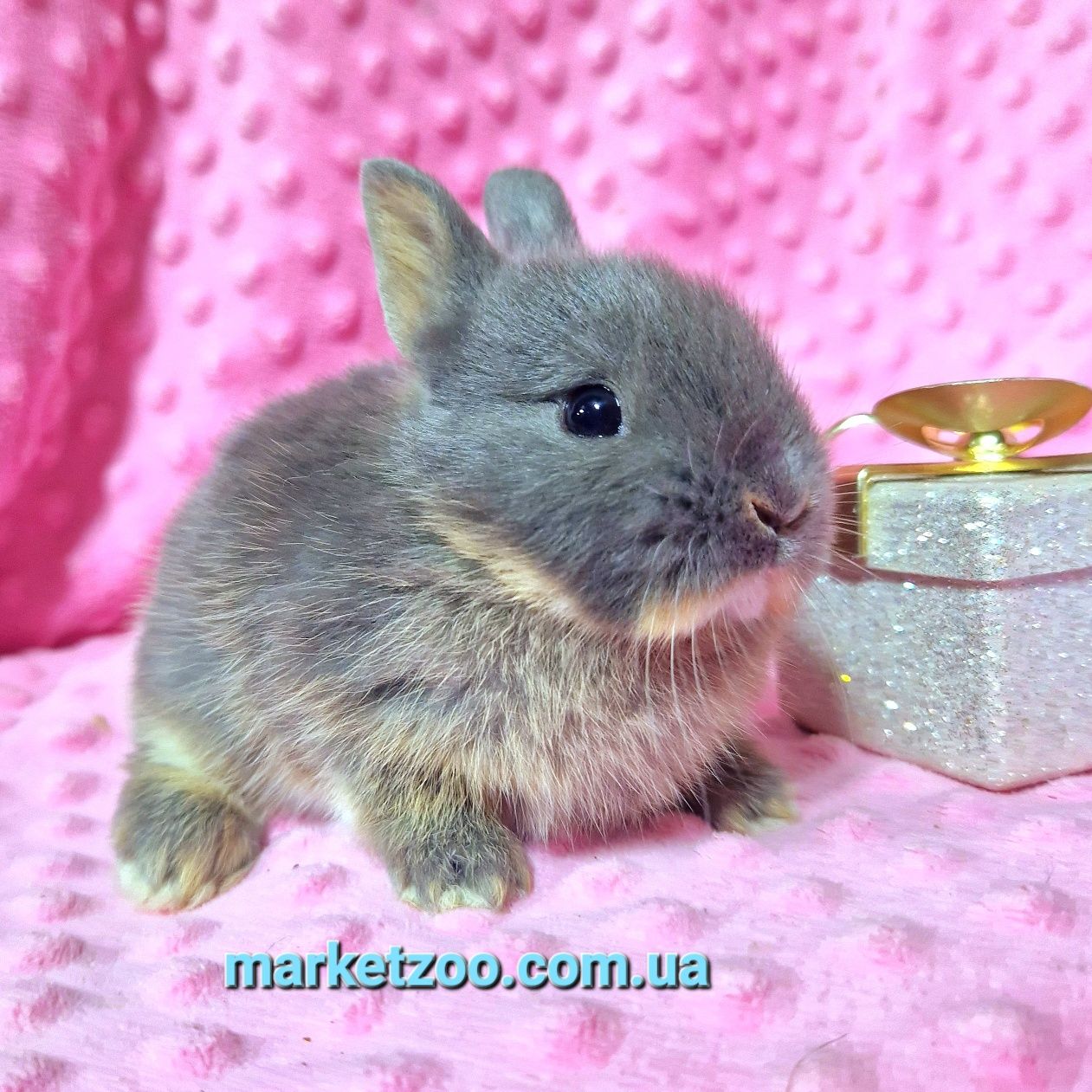 Міні Нідерландський кролик-найменша порода!!!Дівчинка блакитний оттер