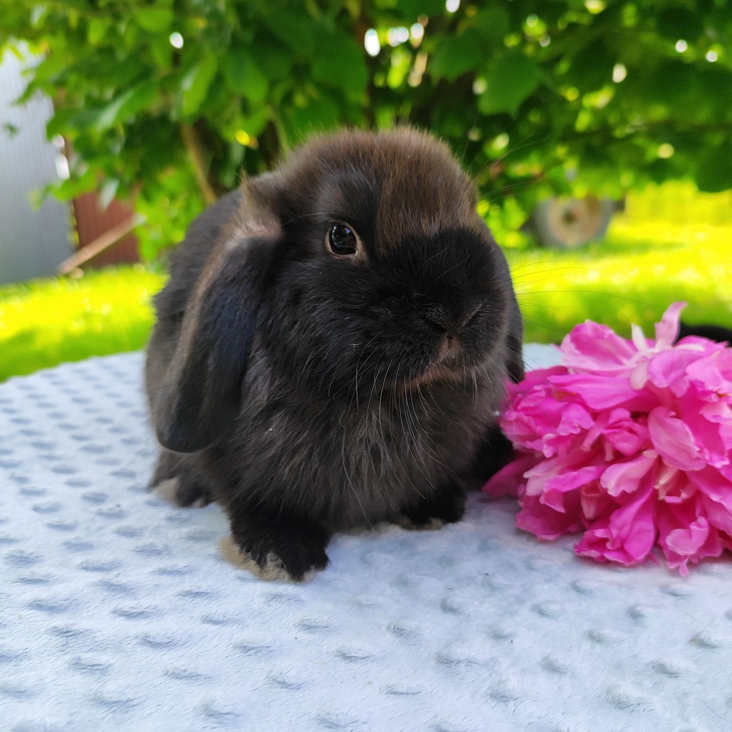 Mini lop metryka rasowy legalna hodowla miniaturka baranek