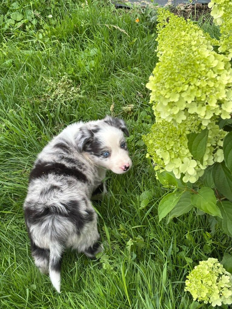 Border Collie - piesek blue merle