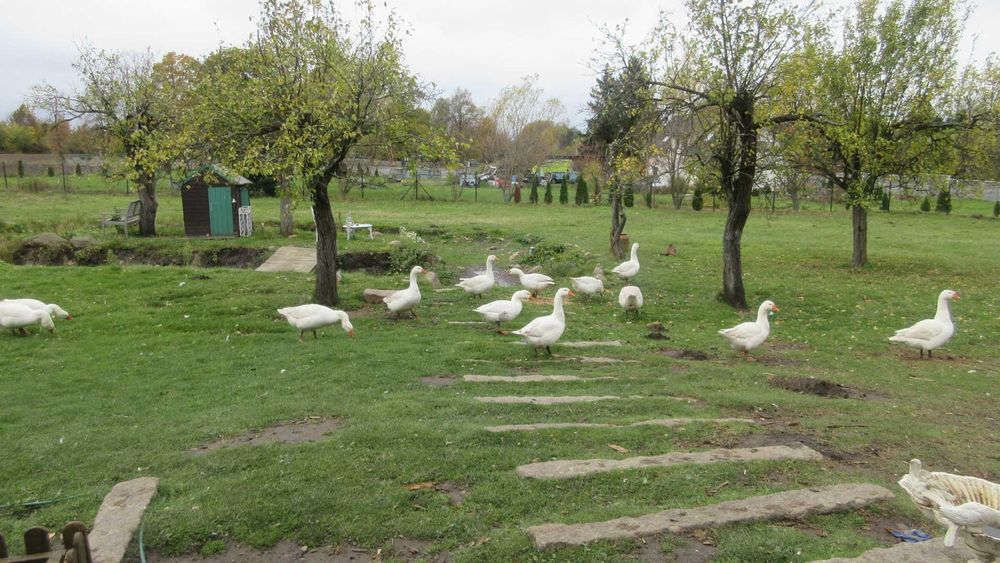 Gesi z wolnego wybiegu