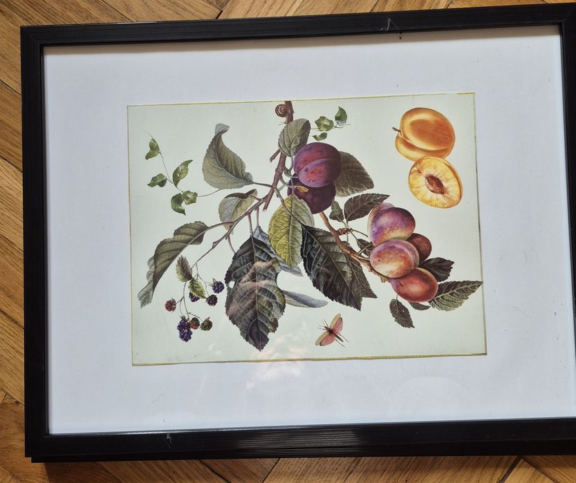 Obrazki w ramkach ze szkłem owoce